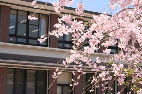 しだれ桜と同志社小学校校舎